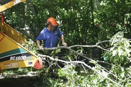 tree services Ferndale